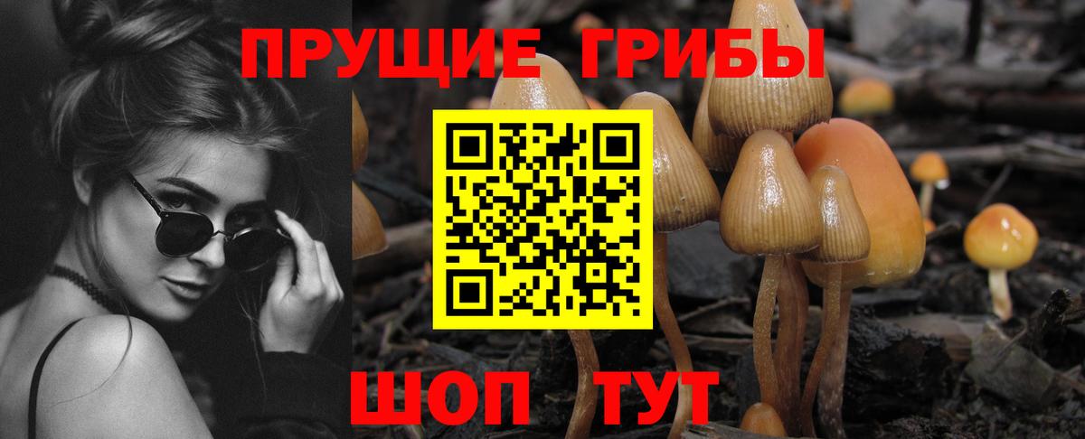 Камышин  Галлюциногенные грибы Cubensis  Вход с VPN 